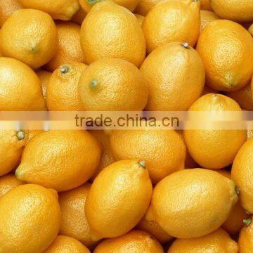 Commerial New Condition Large Automatical Fruit Washer photo-2