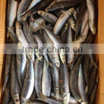 Most Favourable Frozen Pacific Mackerel Chilled Mackerels photo-2