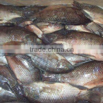 Frozen BLACK Tilapia fish W/R WGS BQF