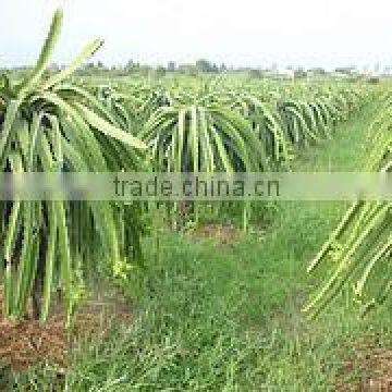 Fresh Dragon Fruit with high quality