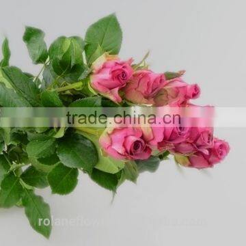 Colorful Top Quality Cut Fresh Violet Rose Flower photo-6
