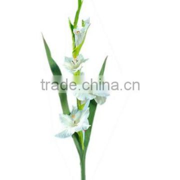 Gladiolus (pu flower--real touch)