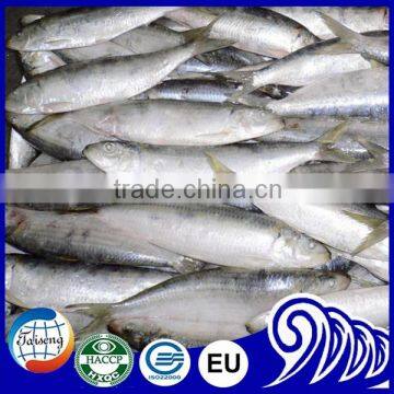 Frozen Dried Fish Sardines Supplier