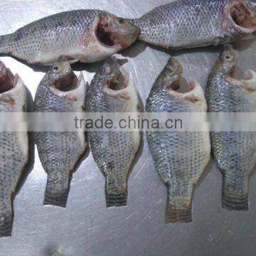 FROZEN BLACK TILAPIA WHOLE ROUND