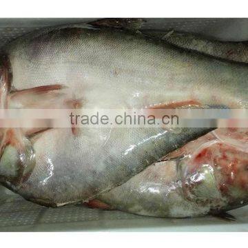 frozen silver carp whole Water Fish