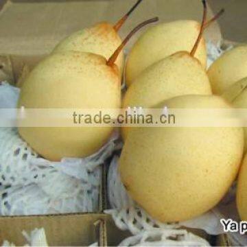 Huangguan Pear/ Crown Pear / Golden Pear photo-2
