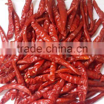 Exporters of Indian S-17 Hot Teja Chilli Premium Grade