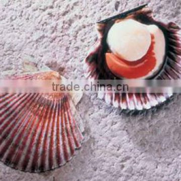 Half shell scallop