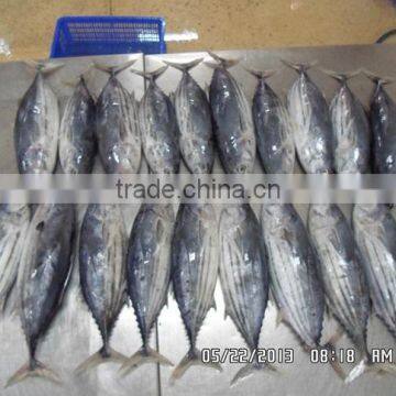 Skipjack Tuna photo-2