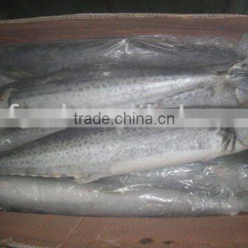 Frozen Whole Round Spanish Mackerel