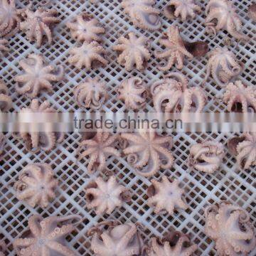 Frozen Baby Otopus IQF photo-6