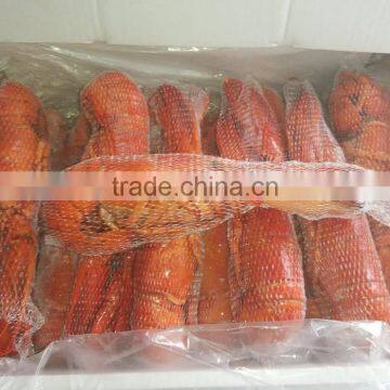 Lobster Homard photo-3