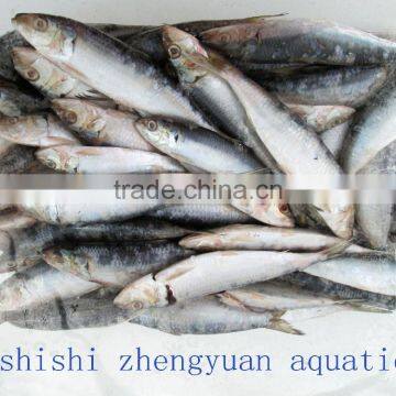 Sea W/R Frozen Sardines photo-2