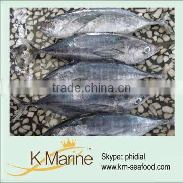 New Coming Processed Frozen Albacore Tuna lot number#kmw4004