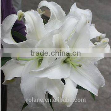 fresh cut lily white for interior decoration from china