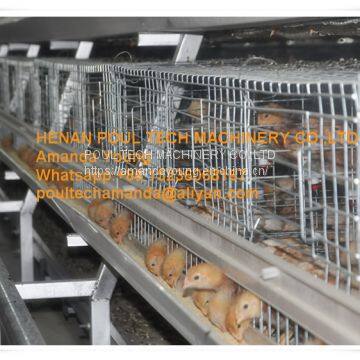 Barbados Chicken Shed A Type Automatic Small Chicken Cage & Small Layer Cage with 10000 Birds with Automatic Manure Clean Machine