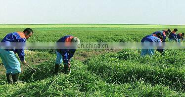 Barley Powder Grass photo-4