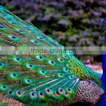 Natural Artificial Hobby Lobby Peacock Feathers