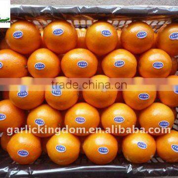 Fresh Navel Orange