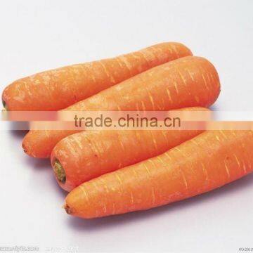 natural fresh carrot from China