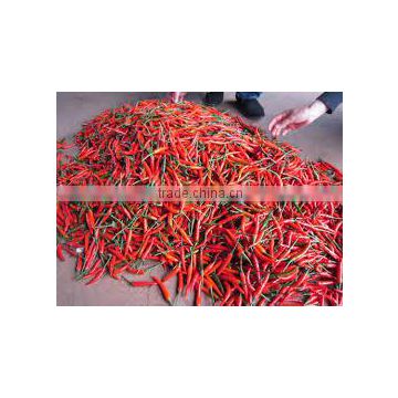 Fresh Chilli - Cheap price