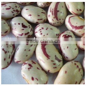 Round Shape light speckled kidney beans