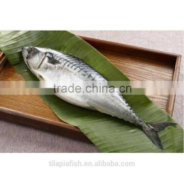 Frozen mackerel prices pacific mackerel frozen fish pacific mackerel