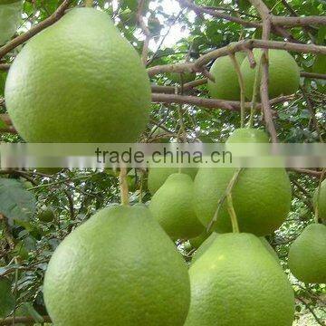 Chinese Shatian Pomelo