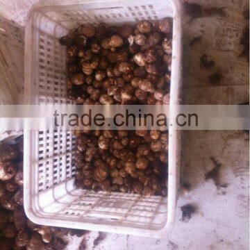 Chinese Round Shape High Quality Fresh taro