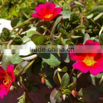 Portulaca olracea hybrida (Office Time, Purslane)