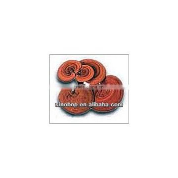 BNP Supply Reishi Mushroom Extract/mushroom cultivation