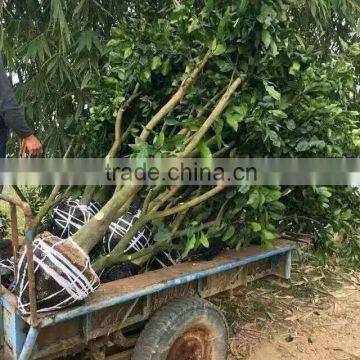Nursery of Pomelo Seedling Trees