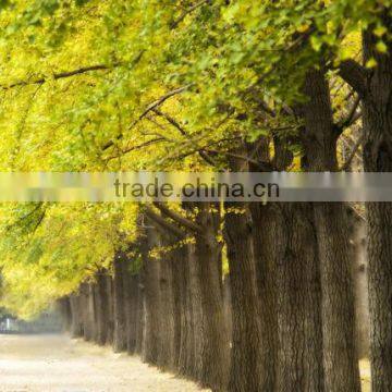 Outdoor plant ginkgo tree seedling