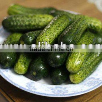 Pickled Gherkin From Vietnam