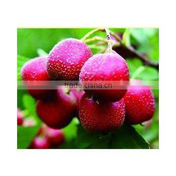 Hawthorn Fruit Chinese herb