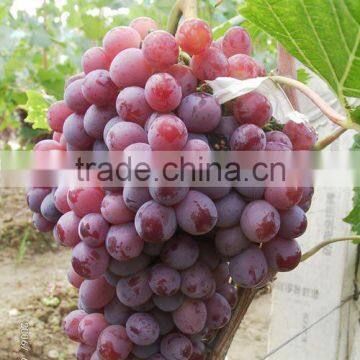 Grape Seed Extract Powder