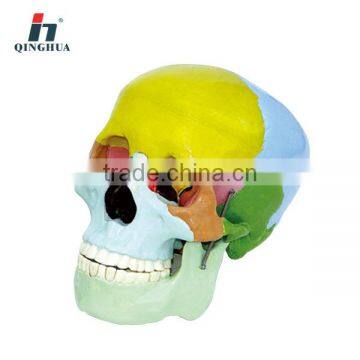 Human skull model