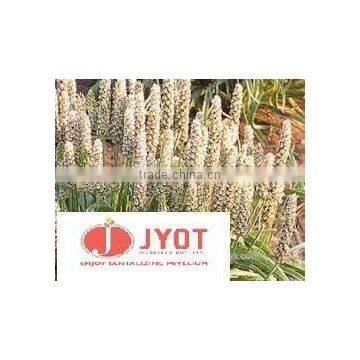 Psyllium