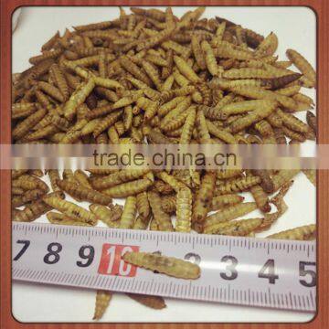 dried hermetia larvae - black soldier fly larvae