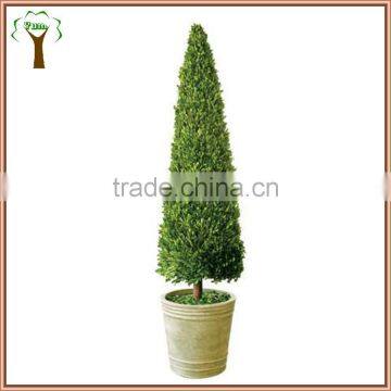 boxwood cone topiary preserved in 43'' tall