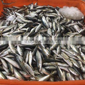Chinese Frozen Seafood/Frozen Fish Factory photo-3
