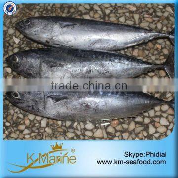 Gold Supplier China Frozen Bonito Whole Fish