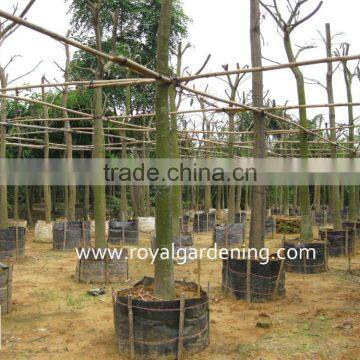 Mangifera Indica Outdoor Plants photo-3