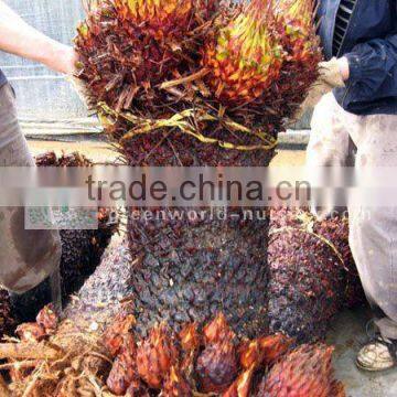 cycas revoluta multi-heads for sell