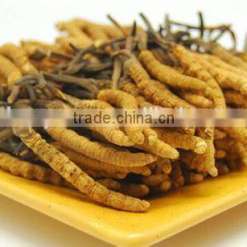 Cordyceps Sinensis Extract Powder photo-2