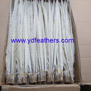 High Quality Ringneck Tail Feather