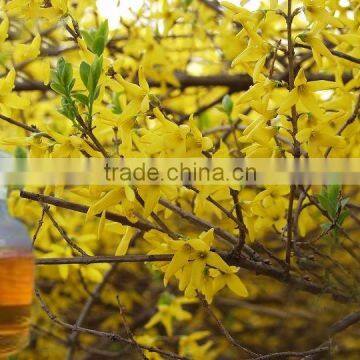 Natural Weeping Fructus Forsythia Oil Essential Oil