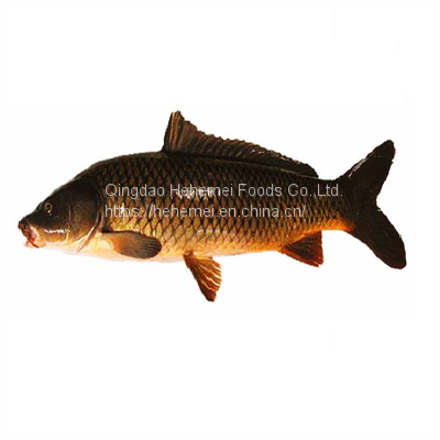 Carp fish