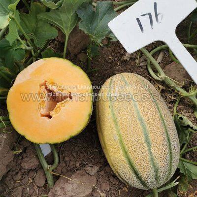 M176 F1 Janna Type Hybrid Melon Seed photo-2