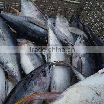 Frozen yellowfin tuna fish